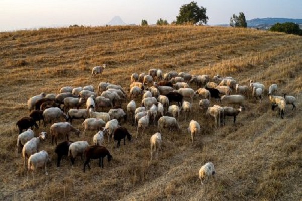 Περιφέρεια Ηπείρου: Συμμετοχή των κτηνοτρόφων στην υλοποίηση του Εθνικού Προγράμματος Συλλογής και Διαχείρισης νεκρών ζώων